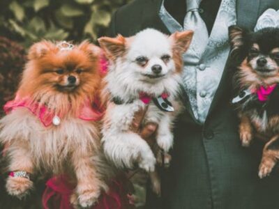 A wedding with pets.