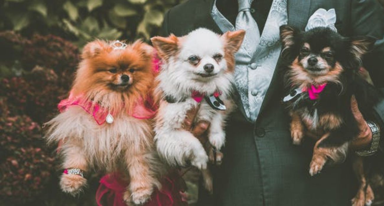 A wedding with pets.